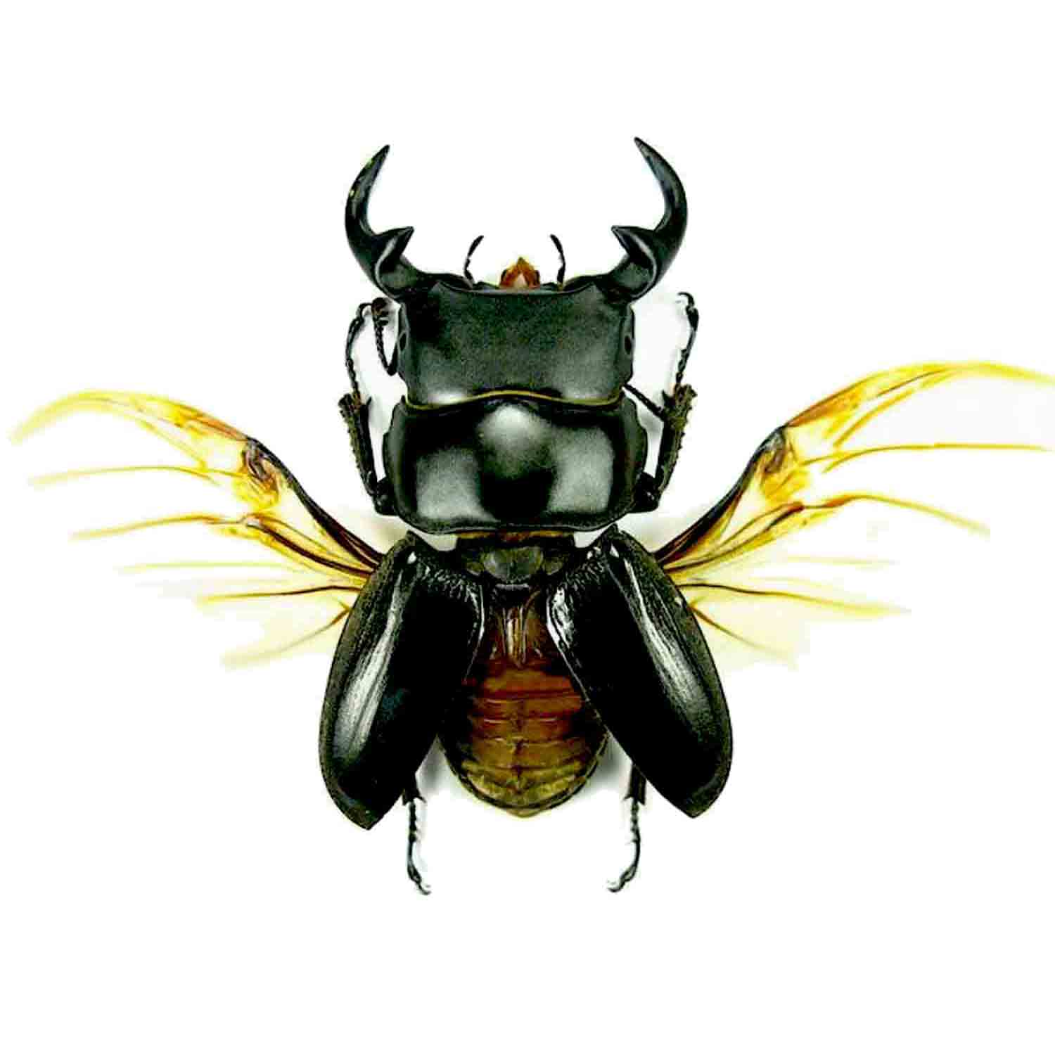 アート・デザイン・音楽 IL CERVo VOLANTE (Coleoptera lucanidae) Stag Beetle, Lucanus cervus limited edition art print 10x8